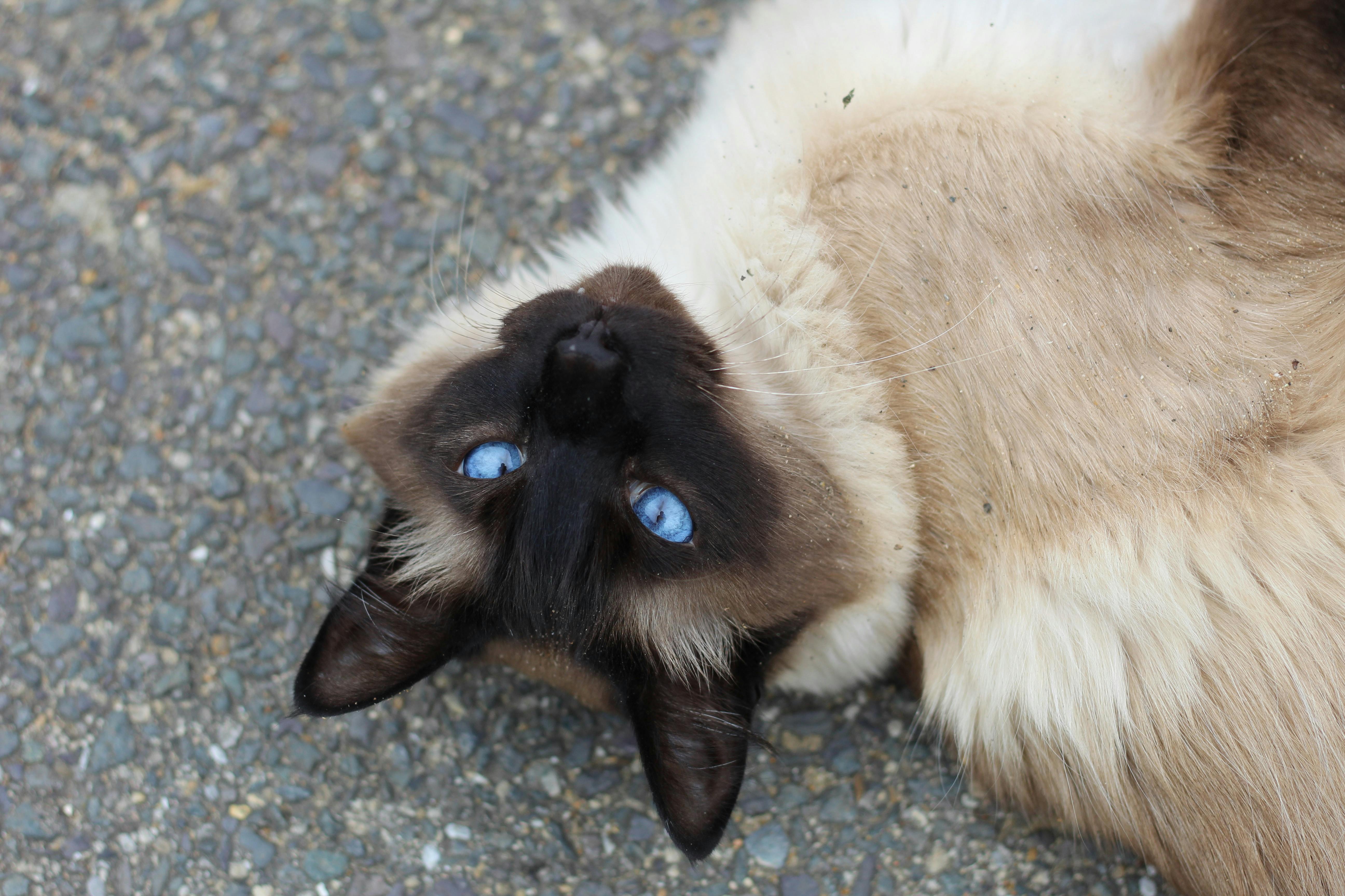 Cat Names For Siamese Cats Popular Male And Female Cat Names